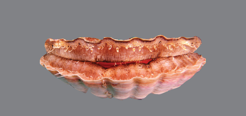 scallop-704 scallop-704
